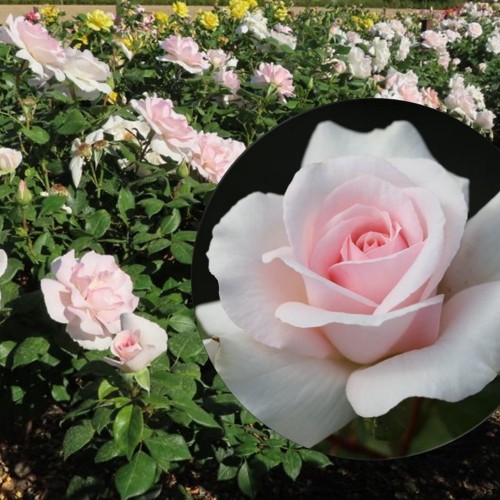 Rosa 'A Whiter Shade of Pale' - Roos 'A Whiter Shade of Pale' C4/4L